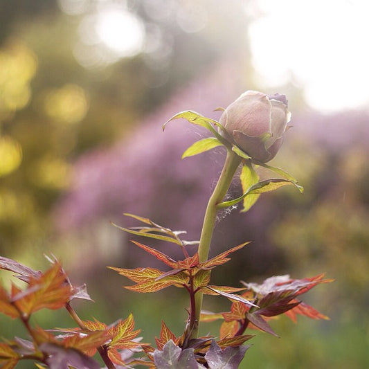 The Amazing Places Where Peonies Can Grow