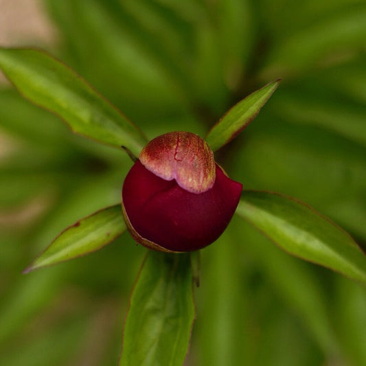 Grow Peonies for a Beautiful Future