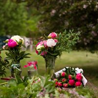 Cut Peony Flowers for May and June Weddings - Oregon