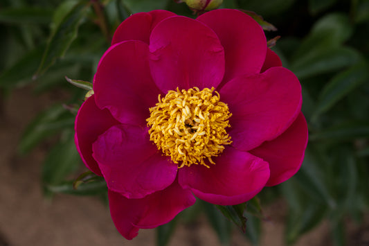 Adrienne peony flower
