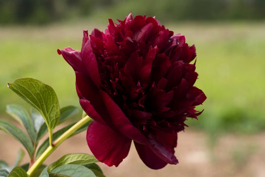 2023 Peony Root Catalog is Ready!
