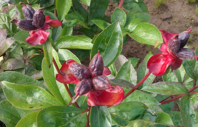 Thank you for visiting our farm during the 2024 Peony Bloom Season