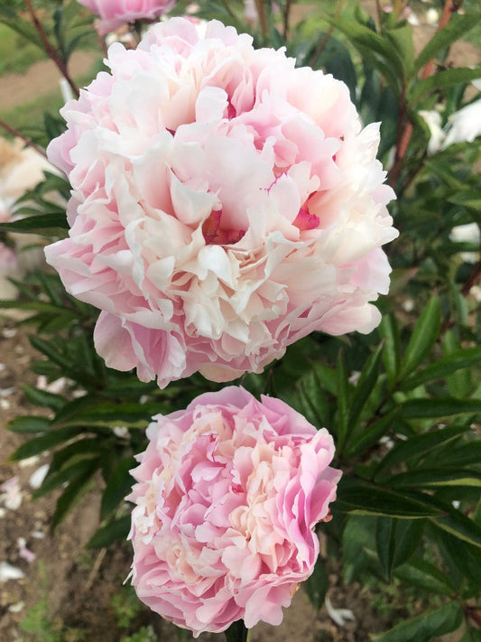 Those old fashioned historic peonies! Still popular today.