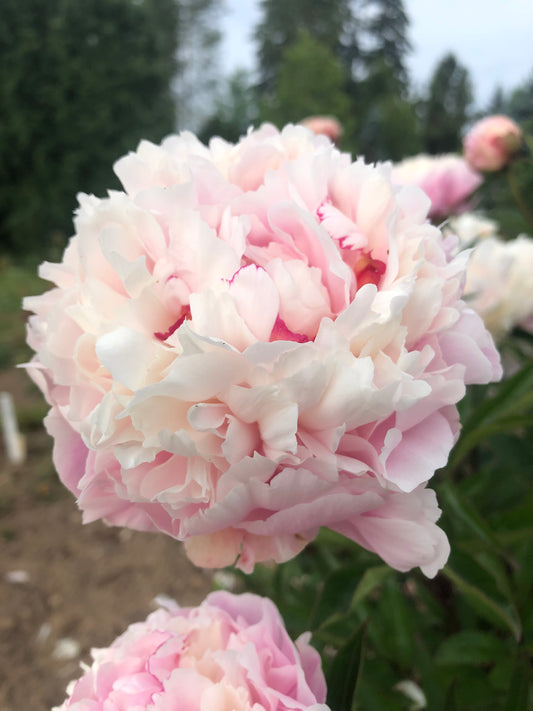Our 2025 Peony Root Catalog is Now Online and Ready For Your Order