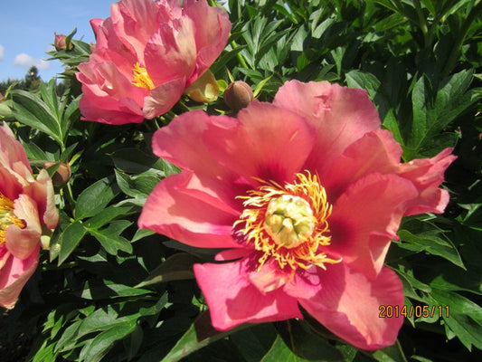 Peony Plants on Sale at our Oregon Peony Farm