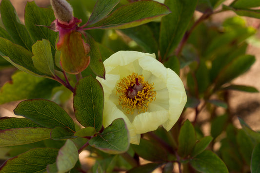 P. daurica subsp. mlokosewitschii peony
