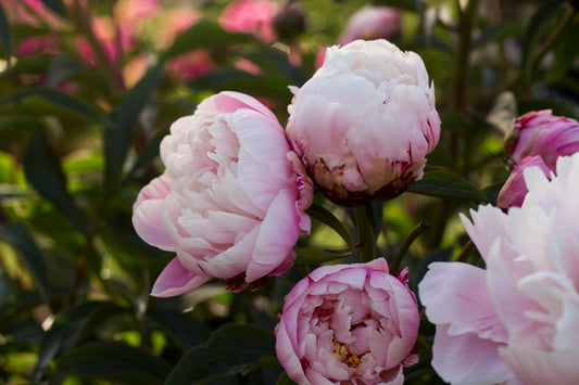 Peak Oregon peony bloom is now at Brooks Gardens!