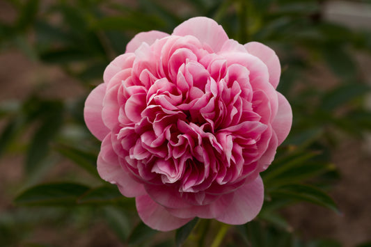 Salmon Glory peony salmon pink full double style peonies