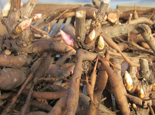 Peony planting season is in full swing. Order your peony roots today!