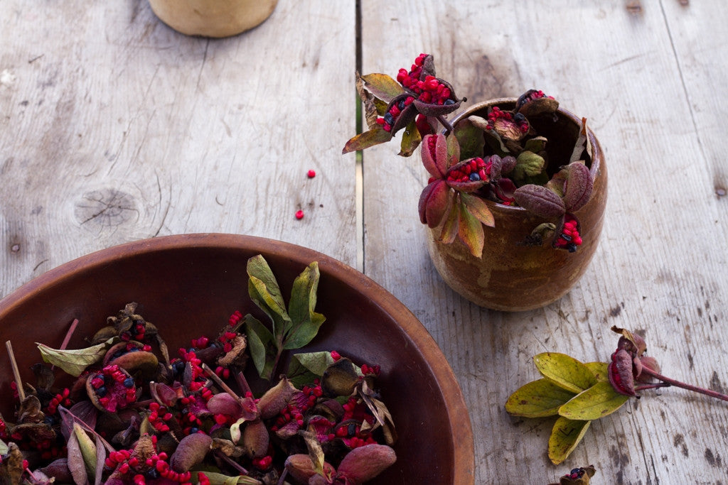 Want to Grow Peonies? Try Sprouting Some Seed