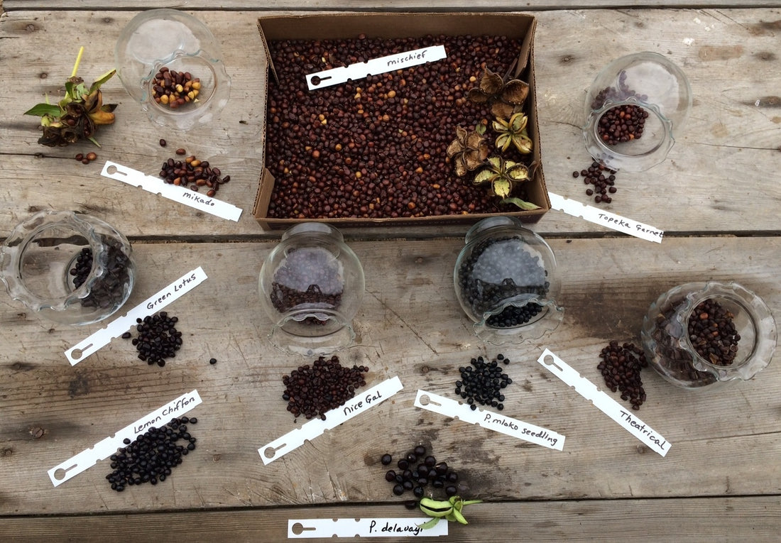 Peony seedlings of various flower styles - all from the same seed source.