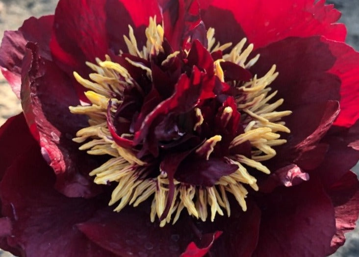Belle Center dark red beautiful peony