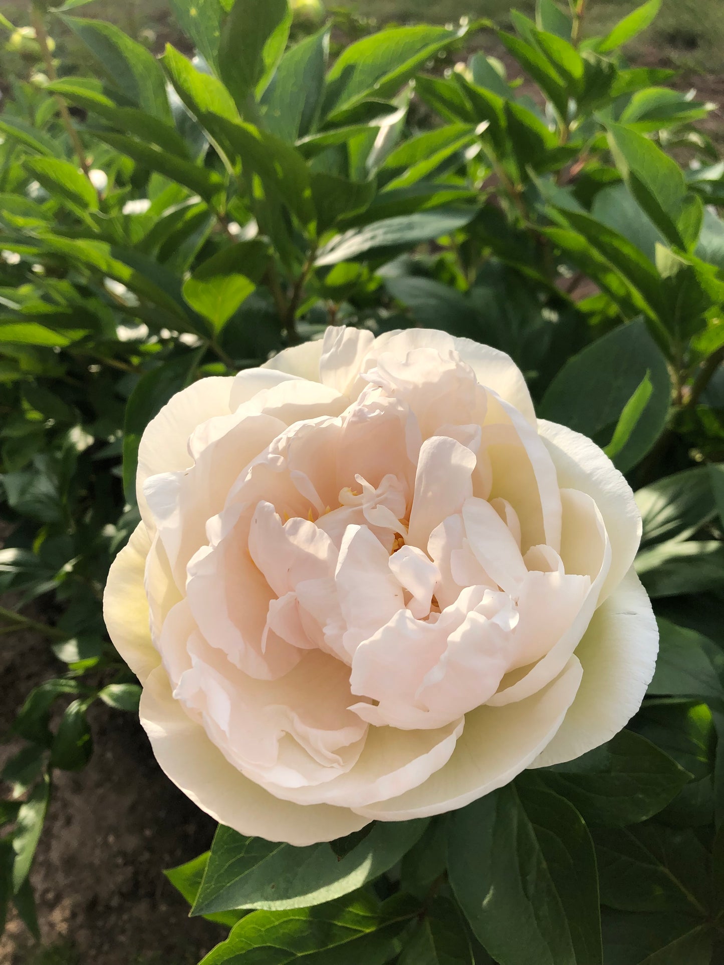 2026 peony root catalog to post later this winter.