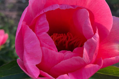 The Lovely Rose Saunders peony