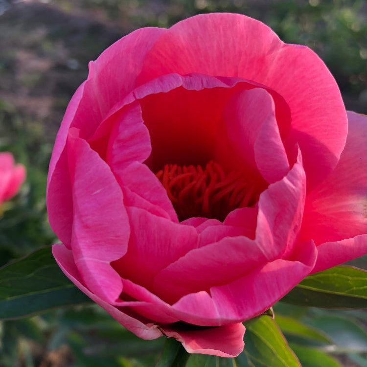 Lovely Rose