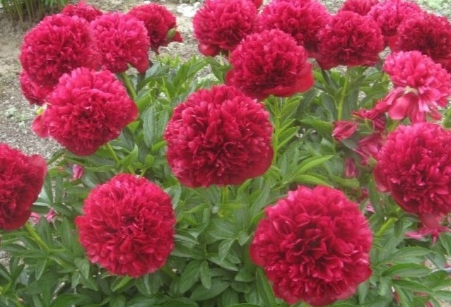 Red Grace