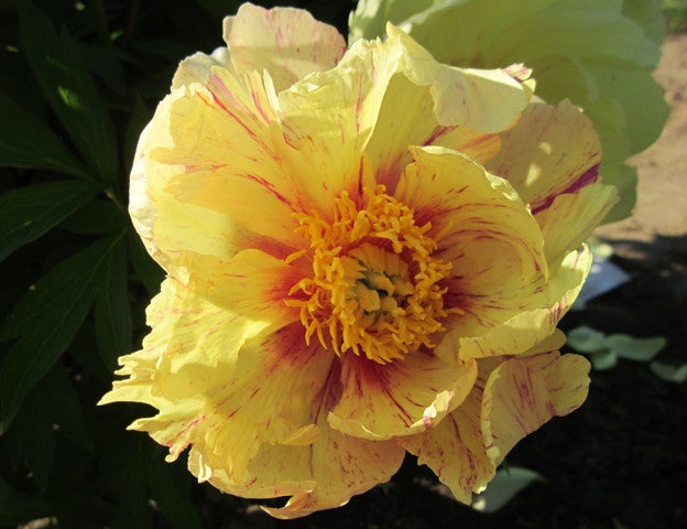 Al's Choice Itoh - Photo © Brooks Gardens, Oregon peony farm