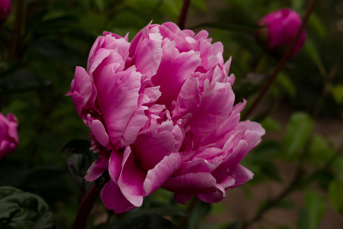 Pink peony Bev at Oregon peony farm, Brooks Gardens