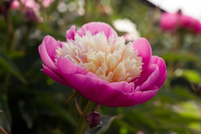 fragrant favorite peony Bowl of Beauty pink and white. Plants and roots for sale at Brooks Gardens Peonies