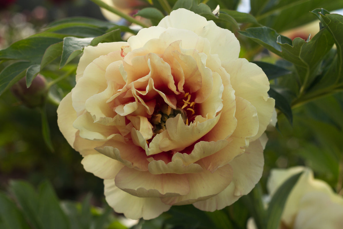 Muted yellow beige peony Canary Brilliants Itoh peony - photo ©Brooks Gardens, Oregon