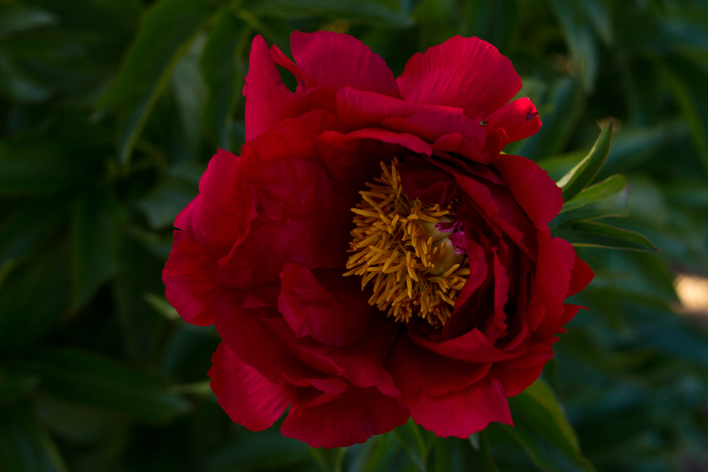 Carina red peony - photo © Brooks Gardens, Oregon