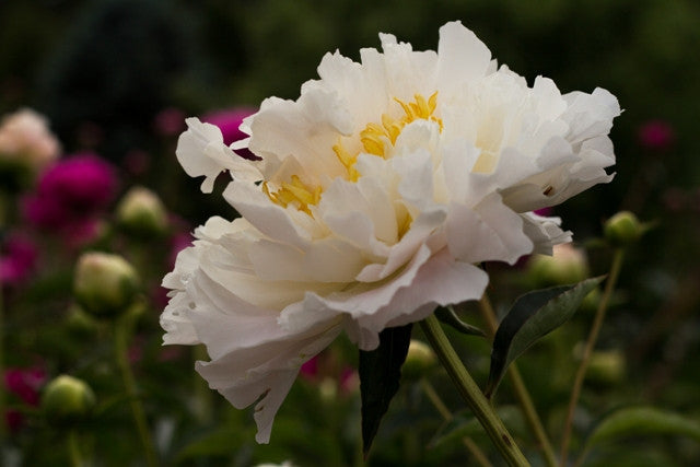 Cheddar Surprise peony  - Brooks Gardens Peonies