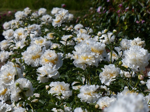 Cheddar Surprise peony plant - Brooks Gardens Peonies 