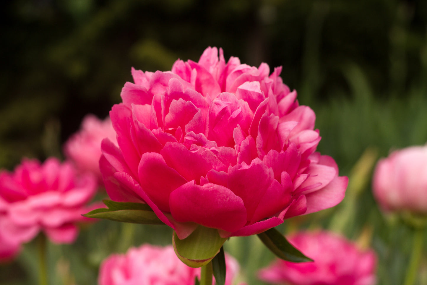 Big pink peony Coral Supreme roots and plants at Brooks Gardens farm
