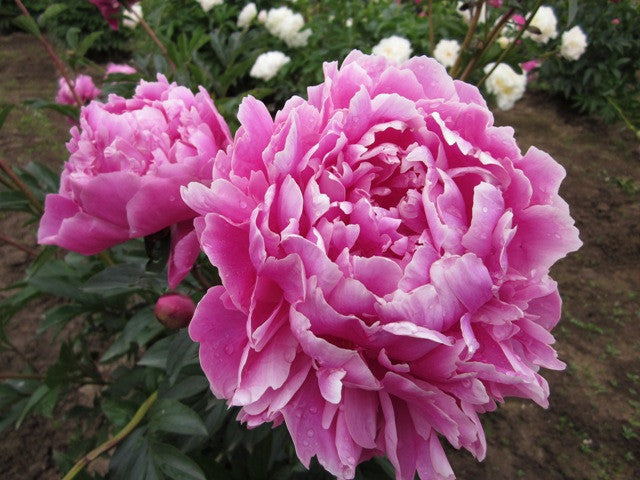 Alexander Fleming - Brooks Gardens Peonies