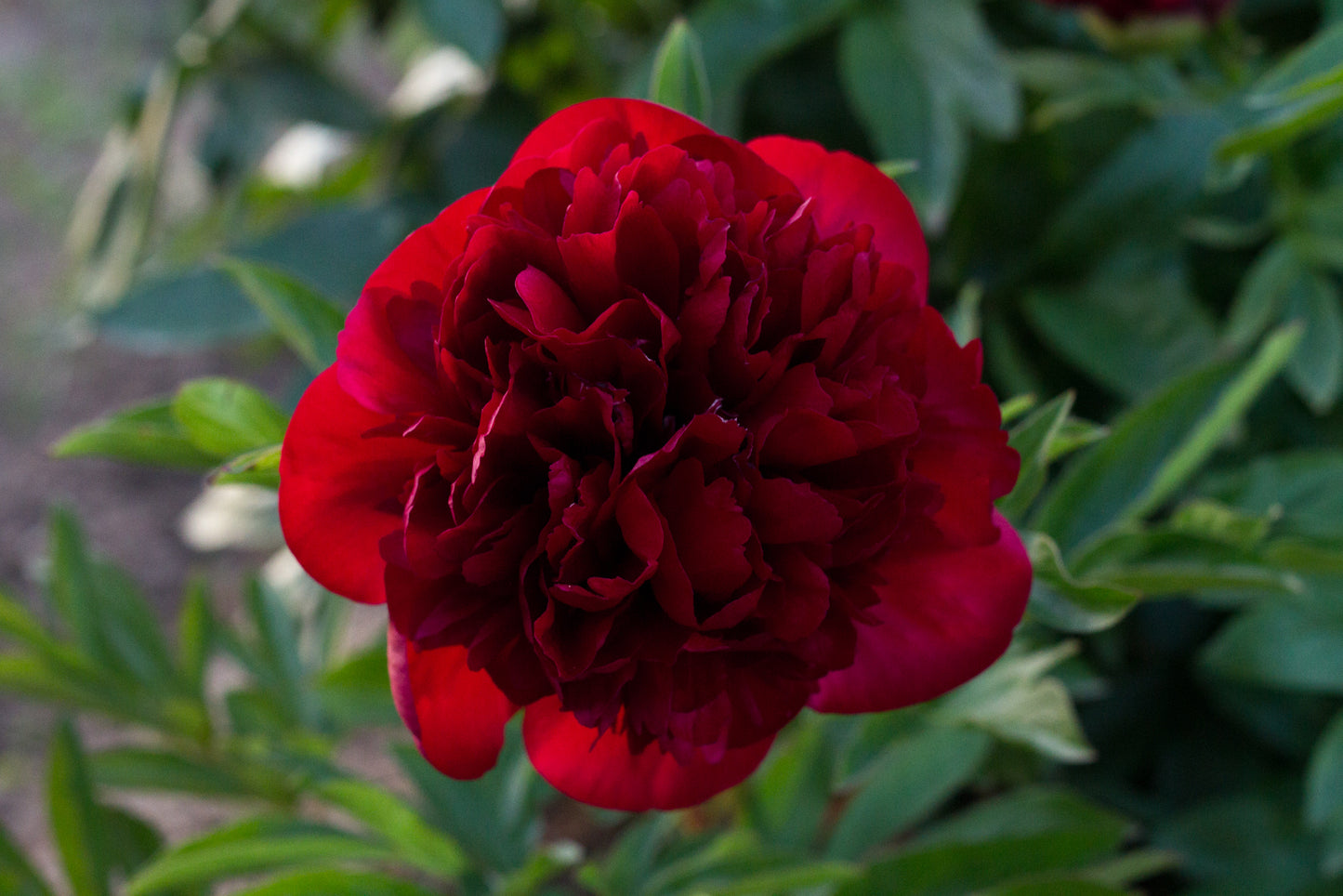 Eliza Lundy peony - photo©Brooks Gardens, Oregon