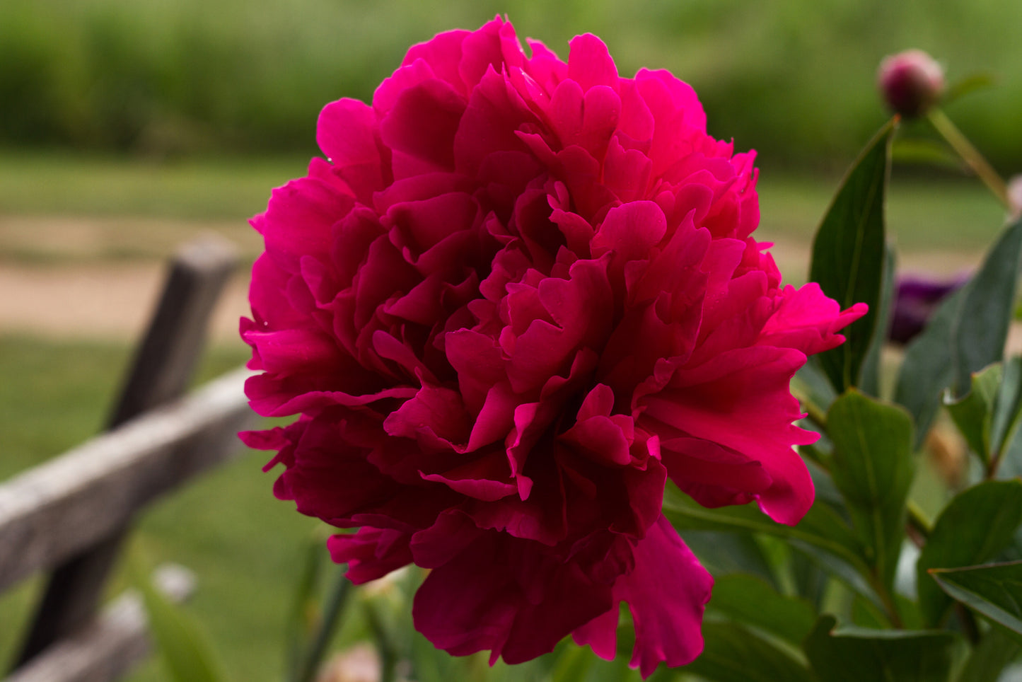 Felix Supreme nice double full ruby red fragrant peony. Photo ©Brooks Gardens, Oregon