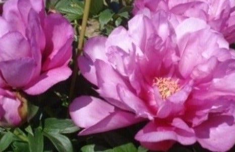 First Arrival Itoh intersectional semi double lavender purple peony. Photo©Brooks Gardens, Oregon