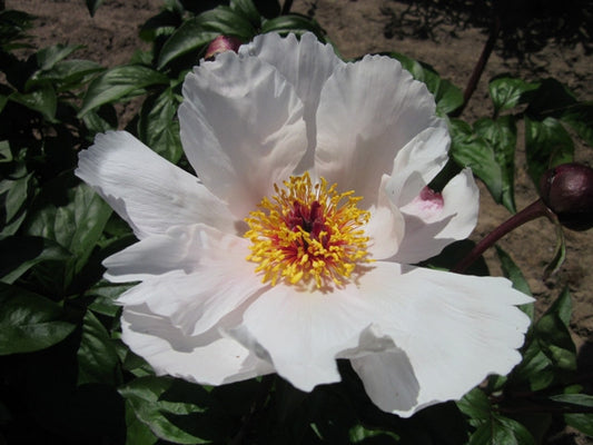 Garden Peace - Brooks Gardens Peonies