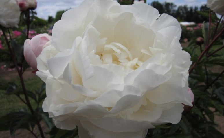 Gardenia - Brooks Gardens Peonies