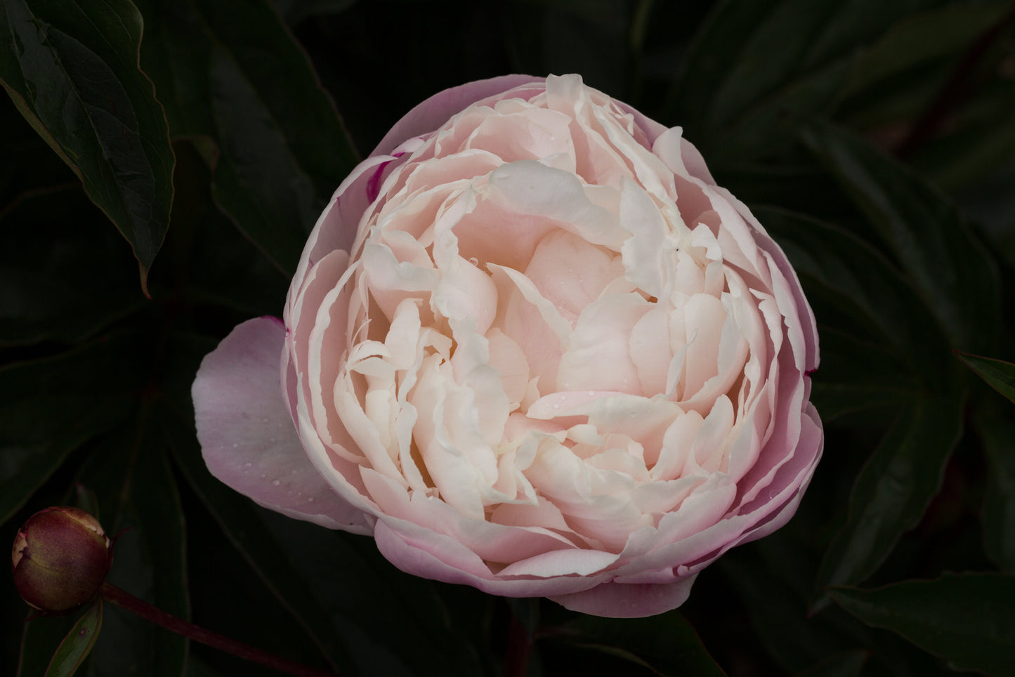 'Gardenia' peony at first bloom. Softens toward white. Super fragrant peony.