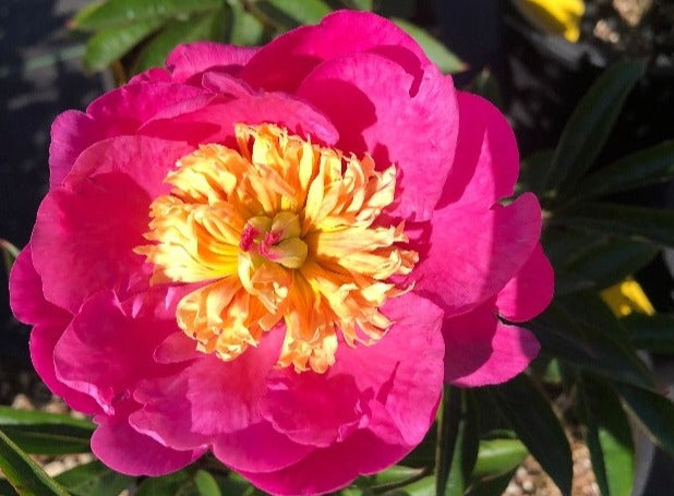 compact deep pink peony Madison, roots for sale at Brooks Gardens