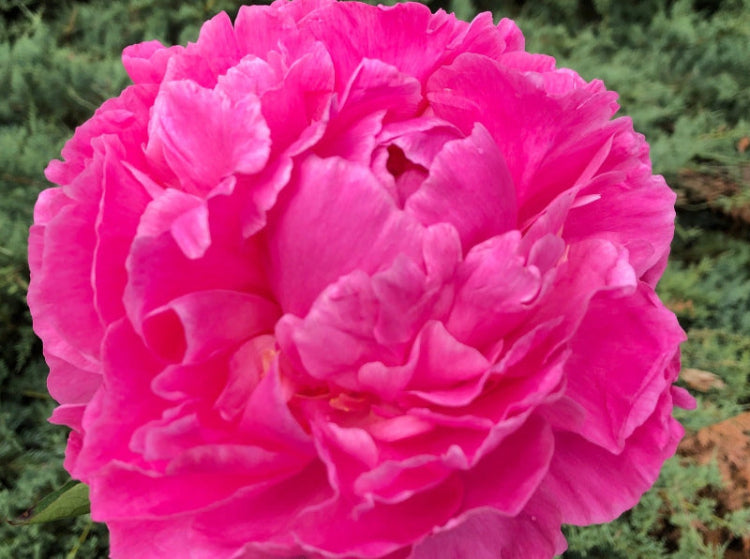 Margaret Clark peony