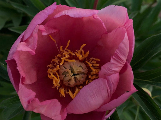 Strawberry Creme Burlee Itoh peony pink