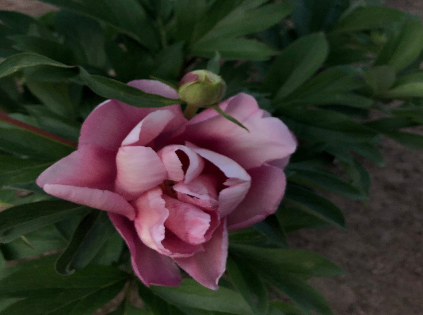 Strawberry Creme Brulee Itoh peony fading Brooks Gardens