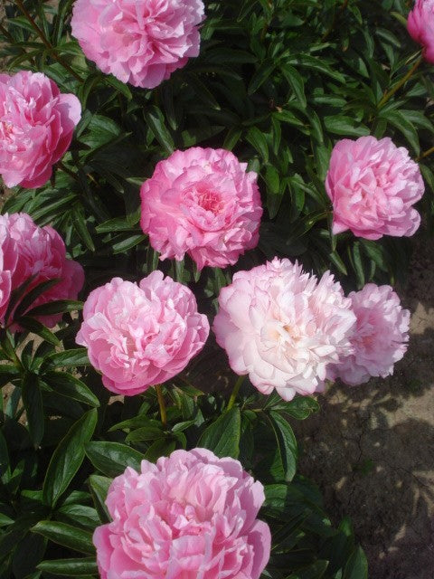 Joker peonies soften with darker pink edging. Double style flowers. Roots and plants at Oregon's Brooks Gardens Peony farm.