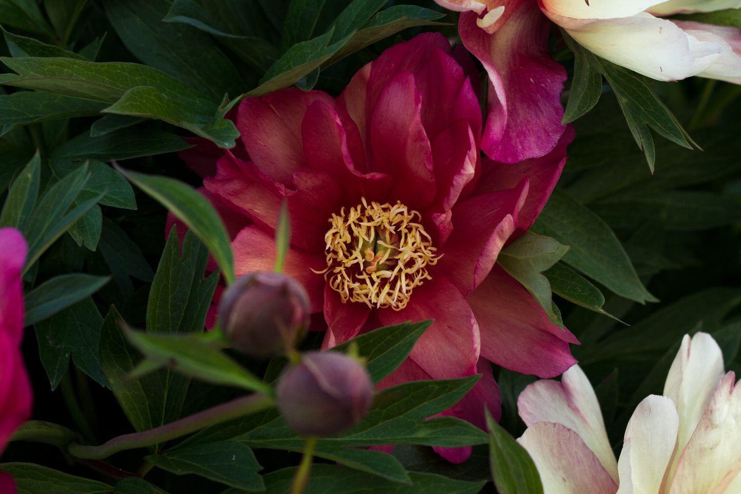 Julia Rose Itoh peony -  photo©Brooks Gardens, Oregon