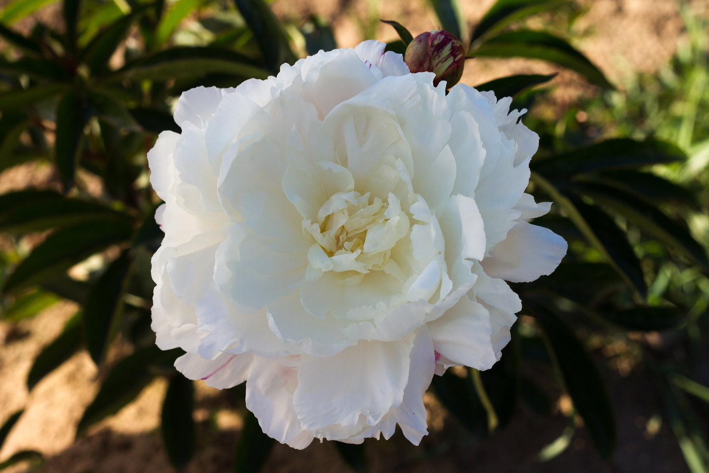 Kelway's Glorious - Brooks Gardens Peonies