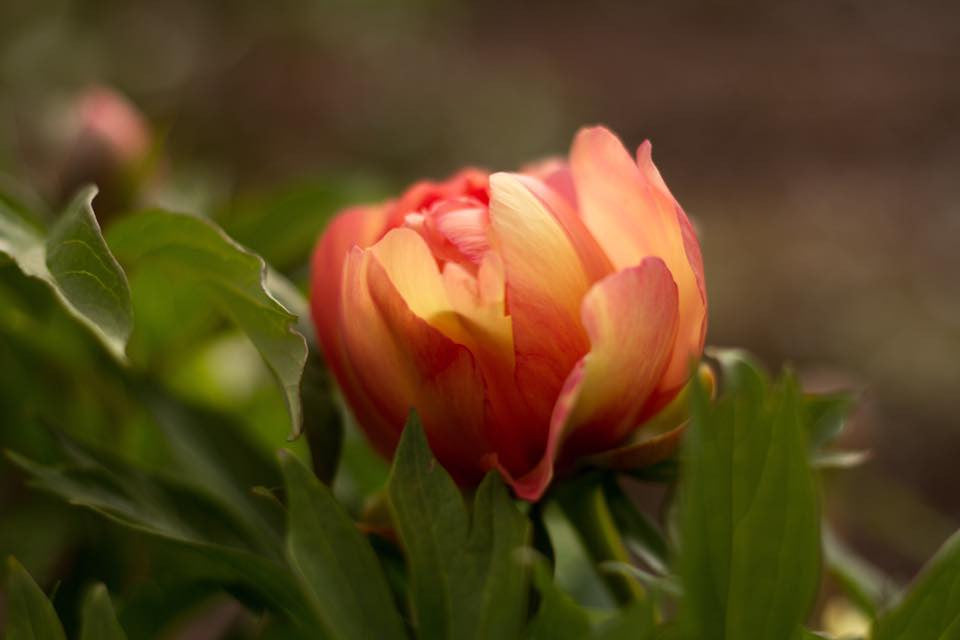 Kopper Kettle - Brooks Gardens Peonies