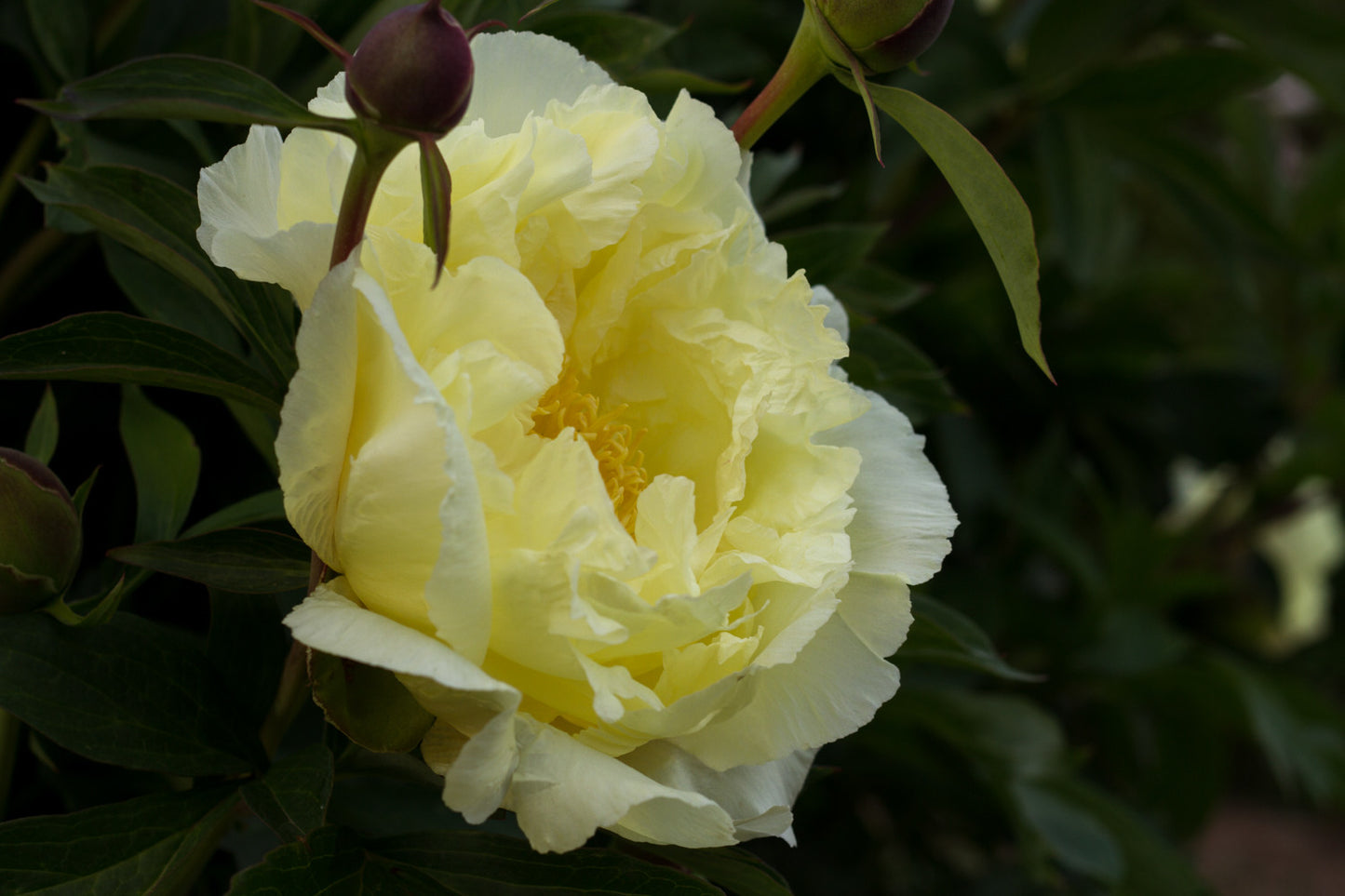 Lemon Dream yellow Itoh peony - photo©Brooks Gardens, Oregon