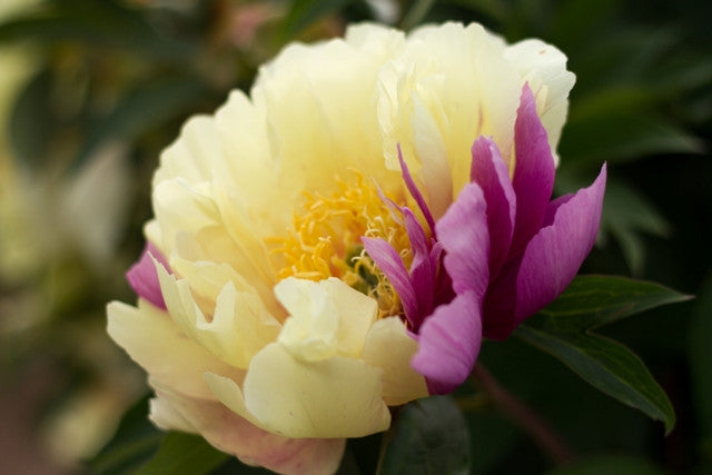 Lemon Dream Itoh intersectional peony  - photo©Brooks Gardens, Oregon 