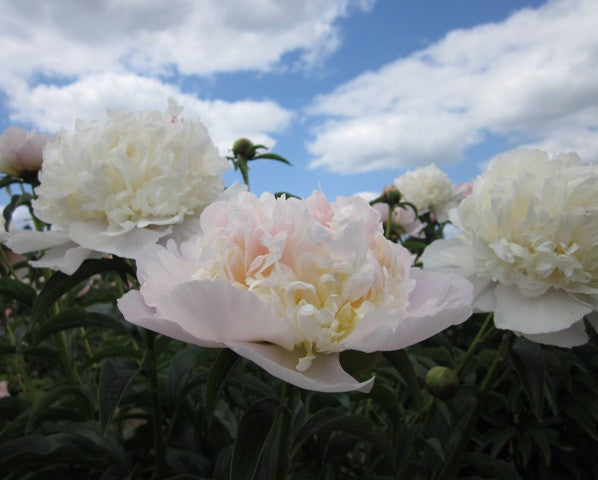 Leona Weinberger - Brooks Gardens Peonies