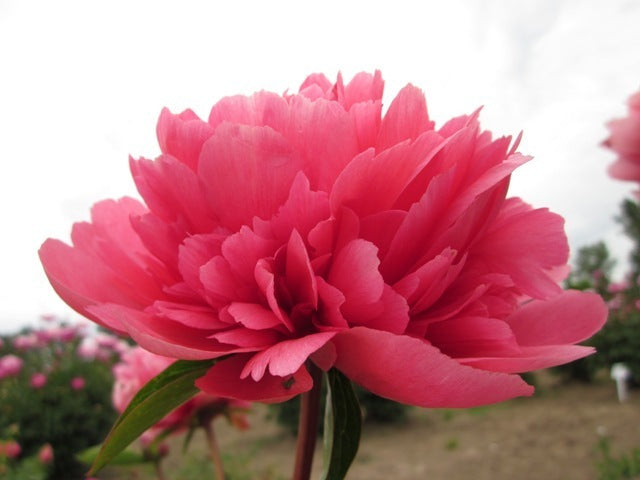 Orange pink petals of a favorite Lorelei peony.  Roots from Brooks Gardens, Oregon peony farm.