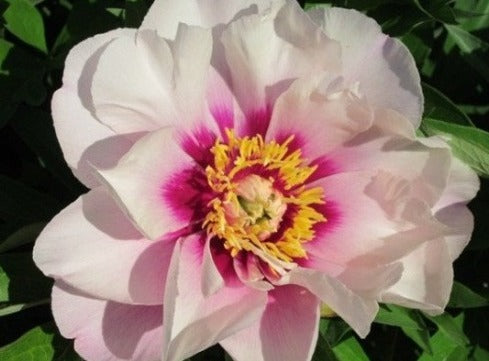 Luxuriant Rare Itoh peony plant - Brooks Gardens Peonies