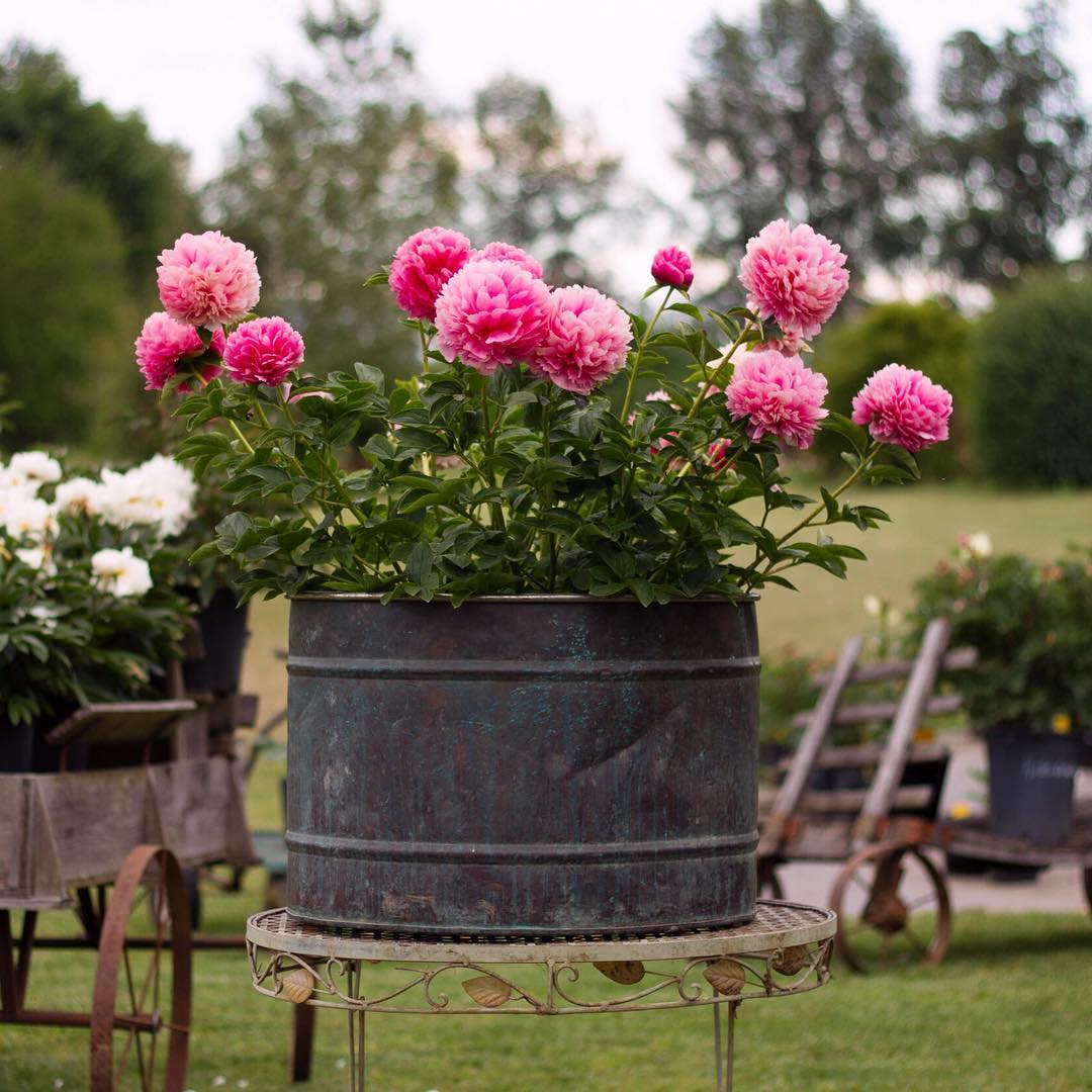Pink Mary Jo Legare peonies at Brooks Gardens Oregon peony farm. Roots and plants for sale.