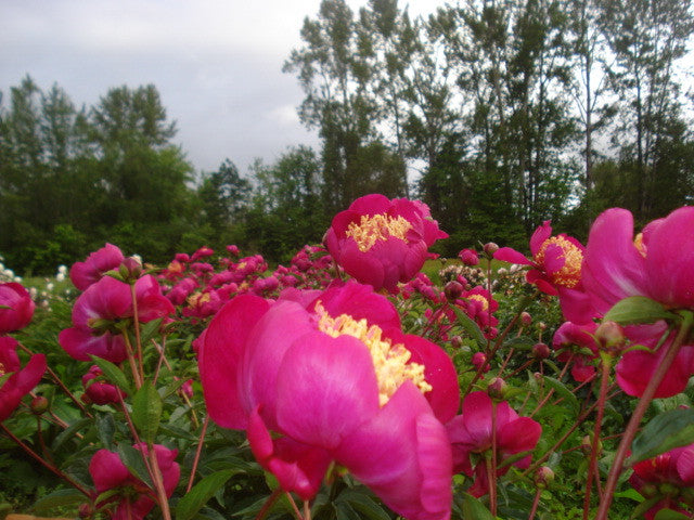 Mikado - Brooks Gardens Peonies
